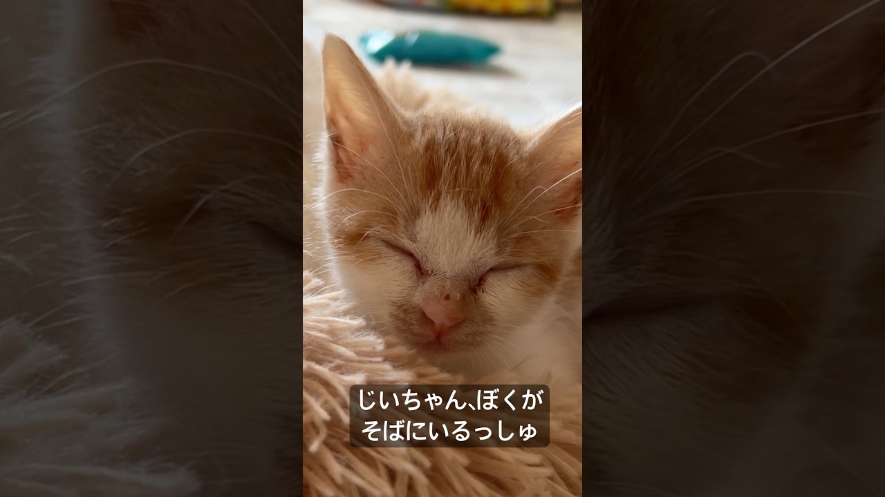 不調でダウンしてるじいちゃん猫に寄り添う孫子猫   #cat #kitten #猫 #子猫 #ねこ #こねこ #保護猫  #cute  #猫のいる暮らし #shorts