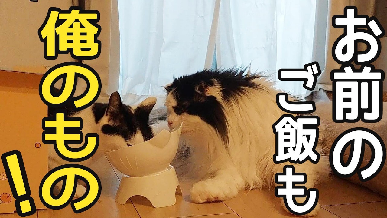 みんなのご飯は全部自分のご飯と勘違いしている8㎏の巨大猫...。#スコティッシュフォールド