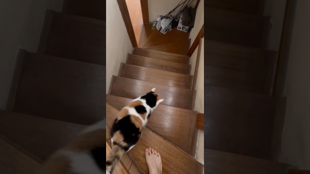 【三毛猫】ミケと一緒に目覚める朝