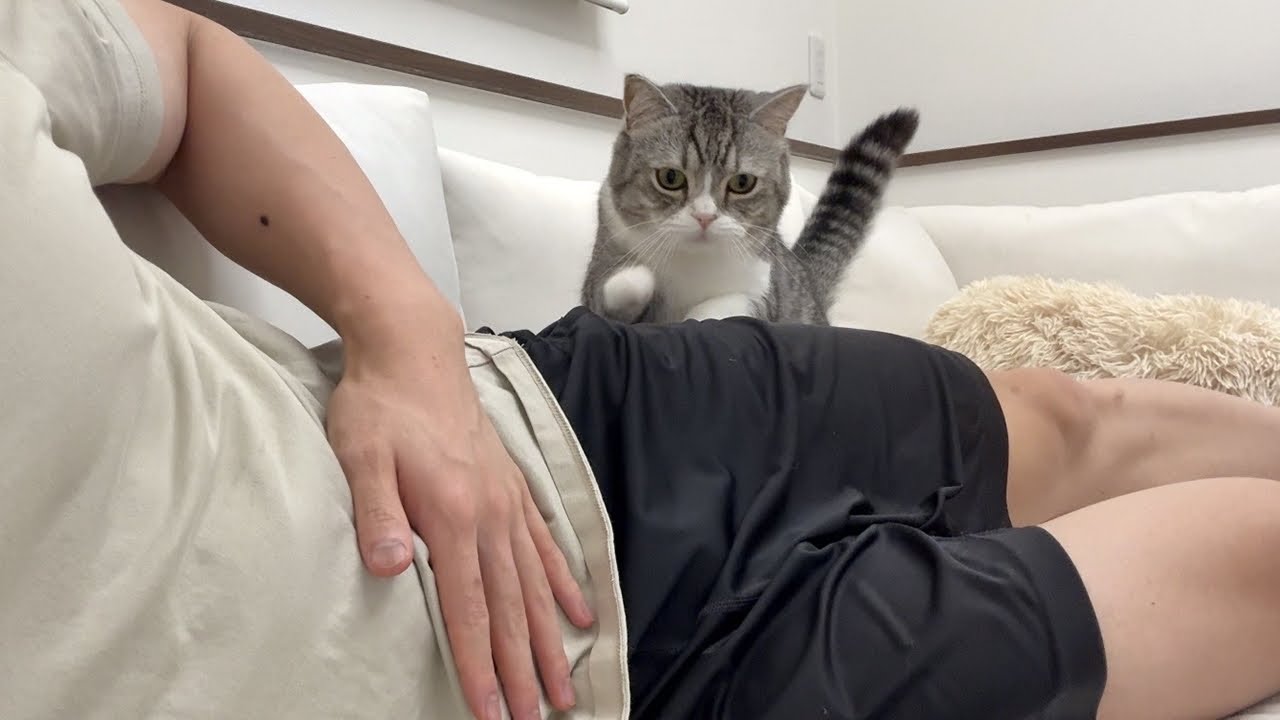 「おいで」と呼ぶとすぐ特等席に甘えに来る子猫なもっちゃん