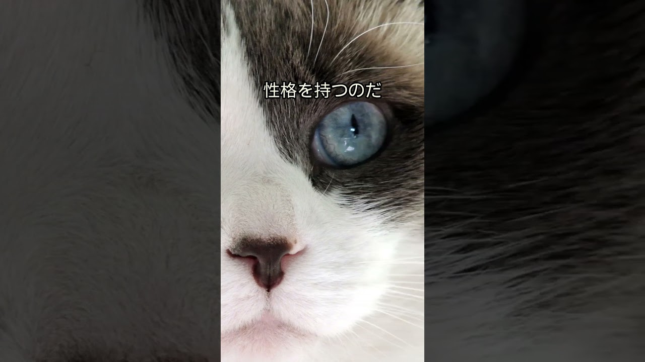あなたの知らないラグドールの秘密５選 #猫 #動物 #shorts