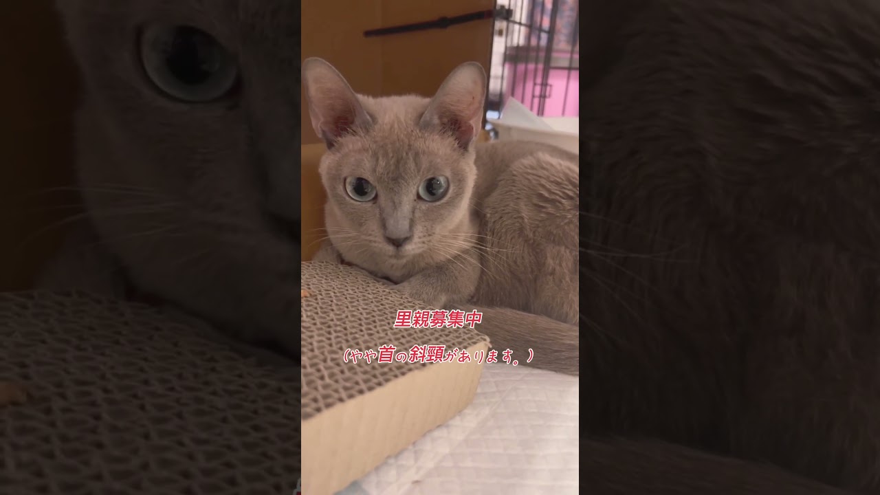 首がやや斜頸😺ちゃん　#里親募集中子猫アゴはネコ #子猫