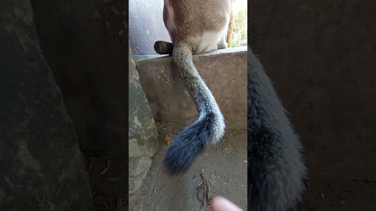 cat style😎❤️‍🔥 #cat #animals