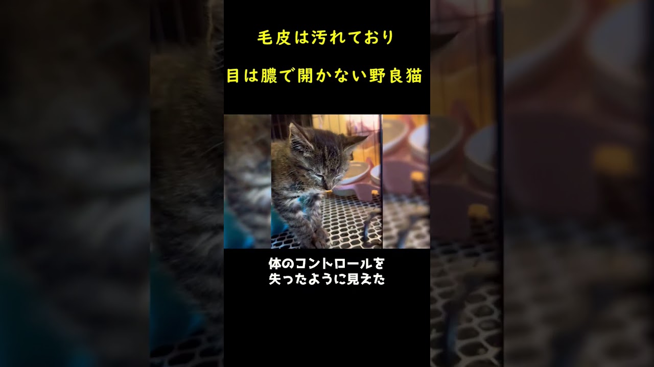泥の上で見つけた子猫！