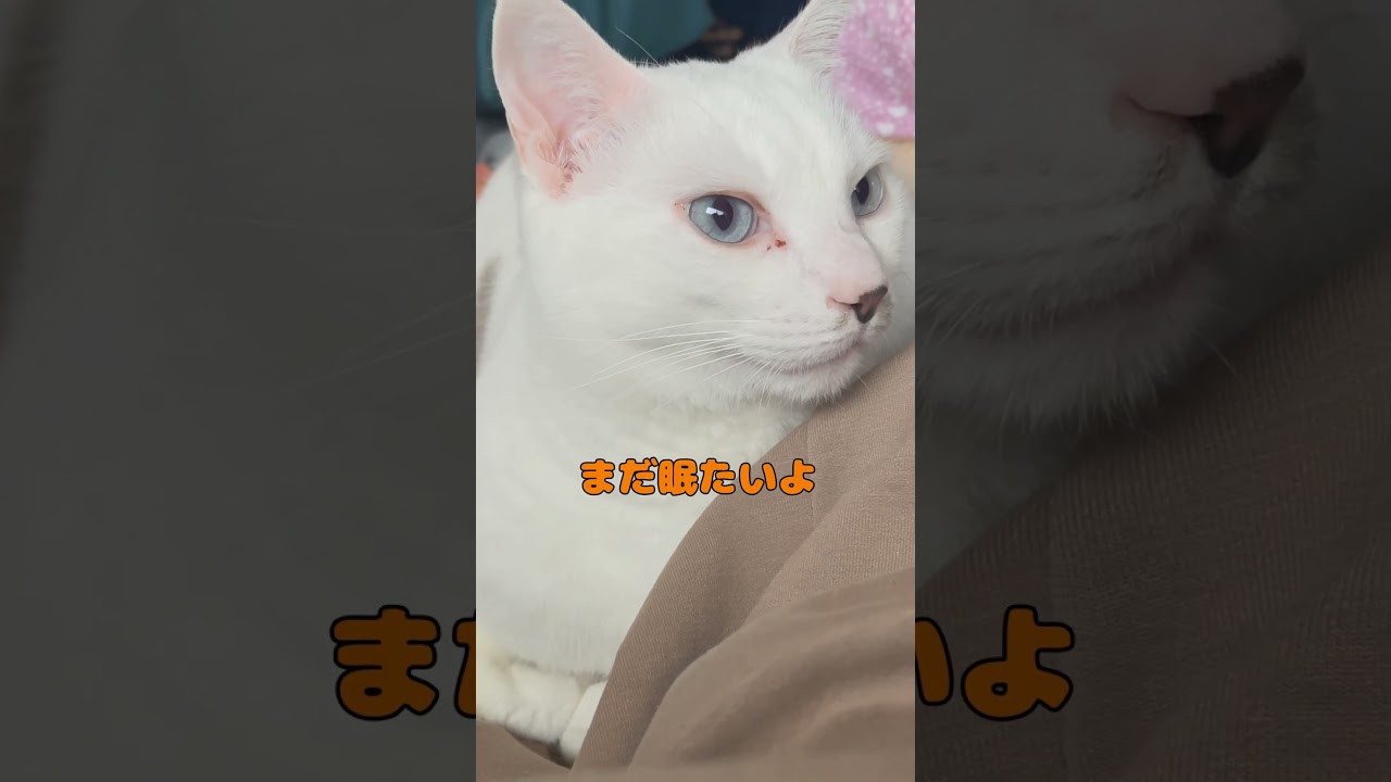 大きくなっても飼い主にくっついて寝たい弟猫が可愛いすぎる