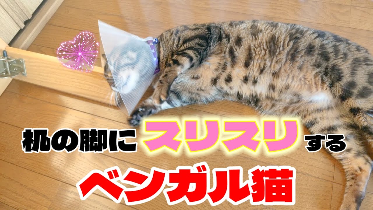 なぜか机の脚にスリスリしだしたベンガル猫