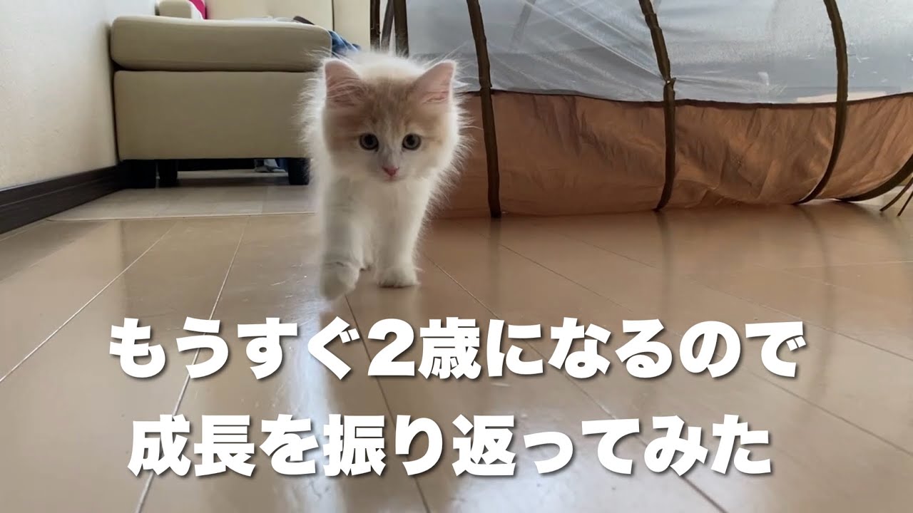 サイベリアンの成長を短時間で振り返ってみた