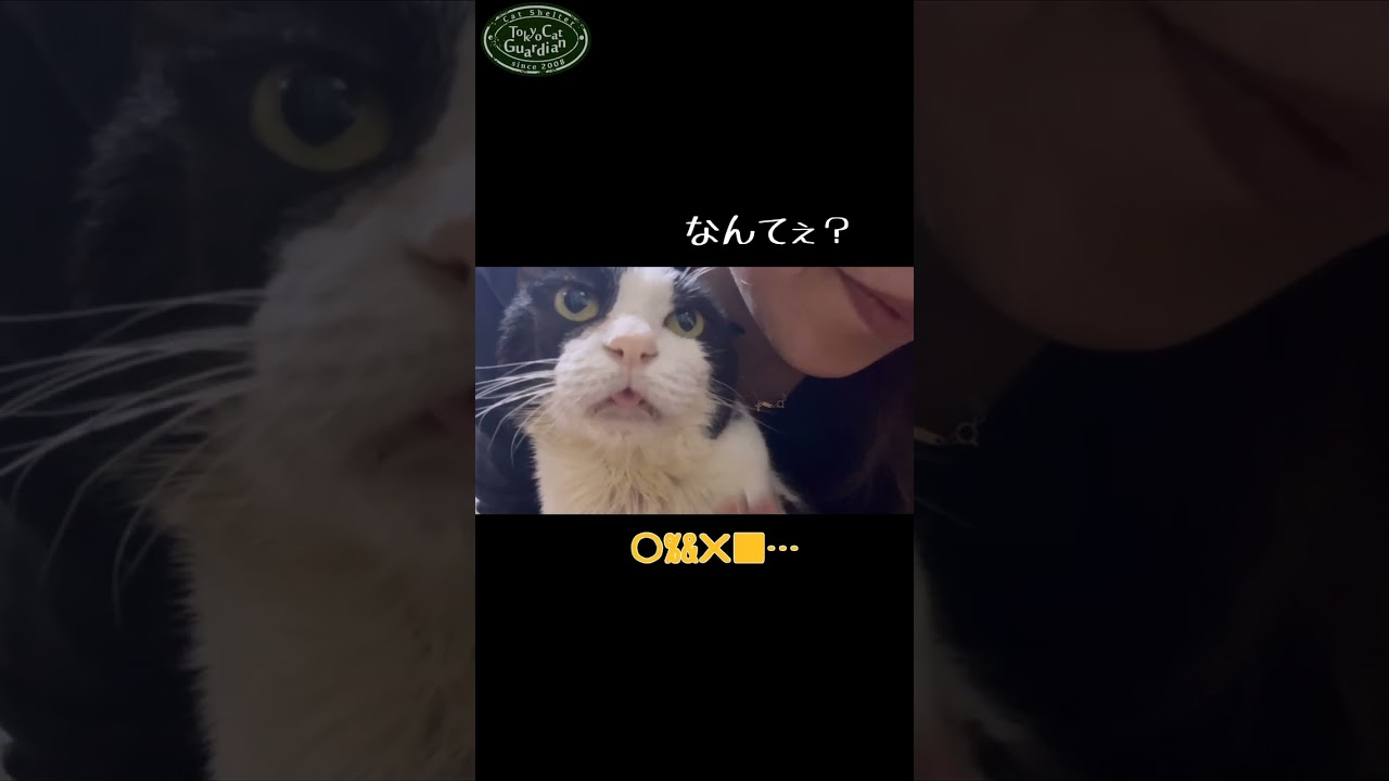 最後だけ分かった！？なんか喋ってるけど人間に伝わらない猫 白黒猫のおじい #保護猫 #里親募集 #猫のいる暮らし