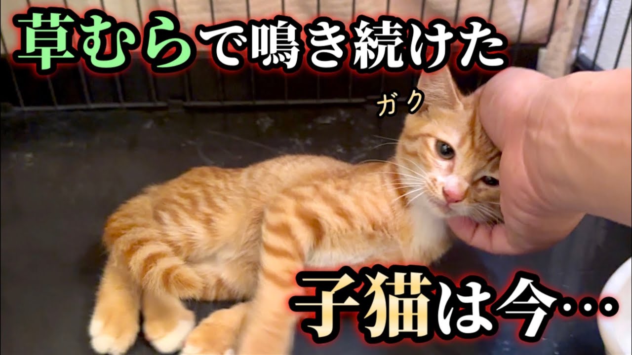 保護2日で人間の手にとろけた子猫のその後…