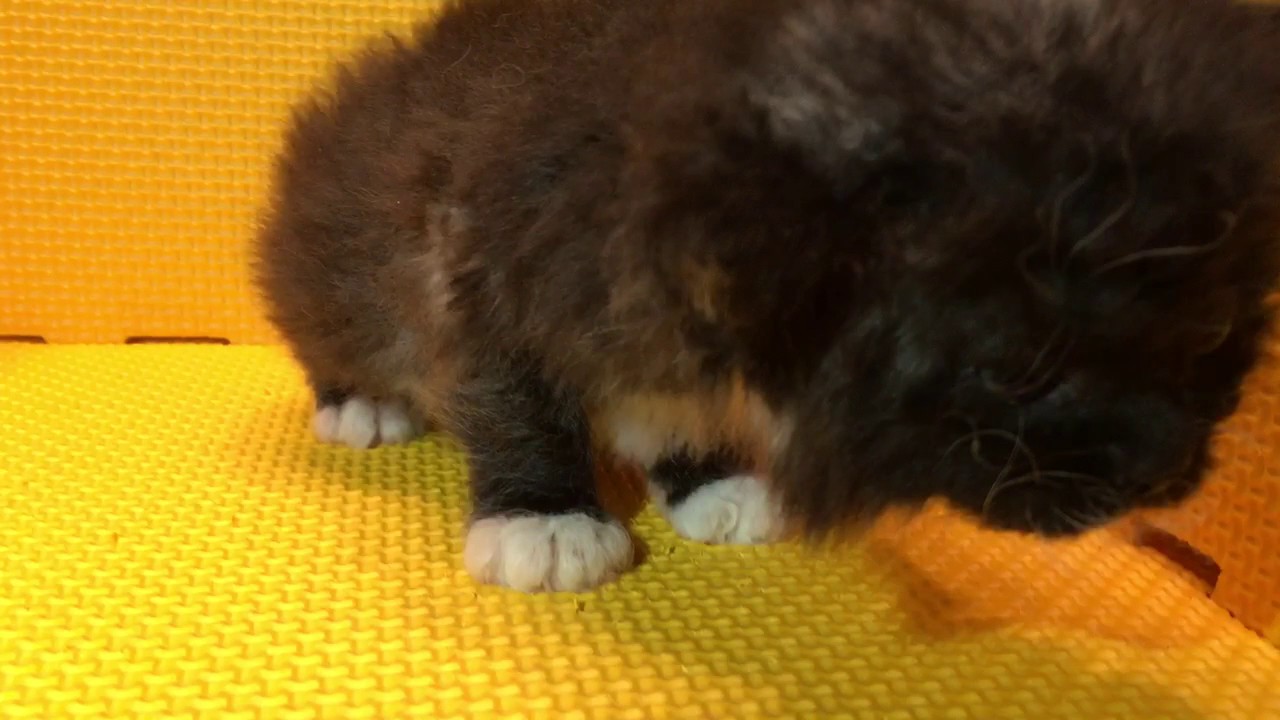 さくら工房のセルカークレックス