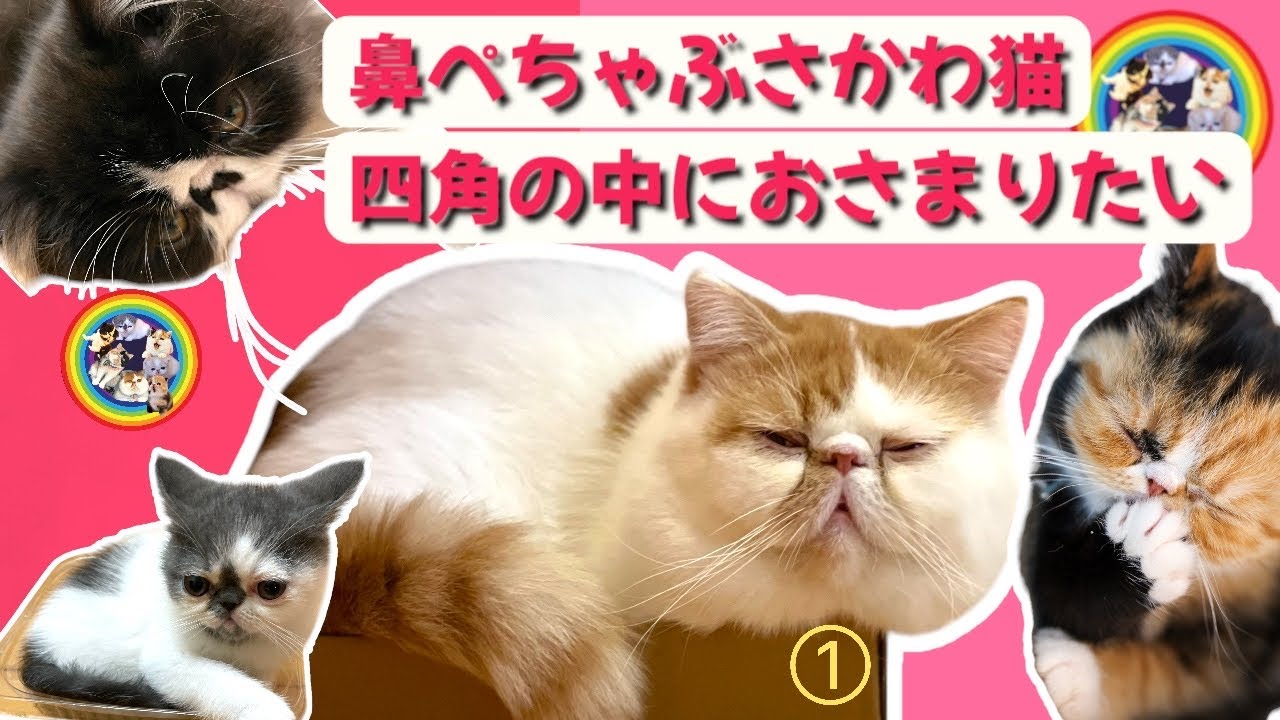 鼻ぺちゃぶさかわ猫　四角の中におさまりたい/お猫さまの不思議あるある#エキゾチックショートヘア #cat #猫のいる暮らし #猫好きさんと繋がりたい #かわいい猫 #猫あるある #ぶさかわ猫#こねこ