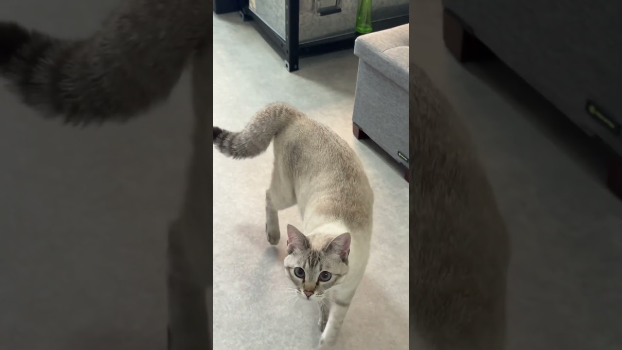 おしっぽ、ゔぅわぁーなってる！　#シャムトラ #元保護猫 #シャムミックス  #cat #猫耳 #kitten  #猫耳 #siamesemix