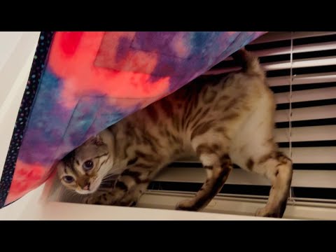 You Won’t Believe Where My Cat Hid! I caught her in the act!