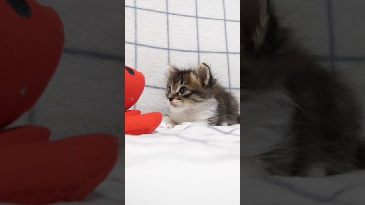 子猫の本能が目覚め始める？#gatto #kitten #子ネコ #cat #meow