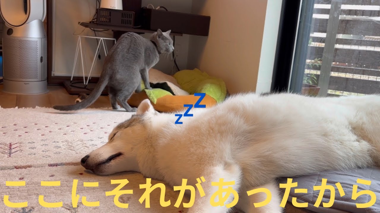 大型犬が寝ている隙にいろいろやるロシアンブルー