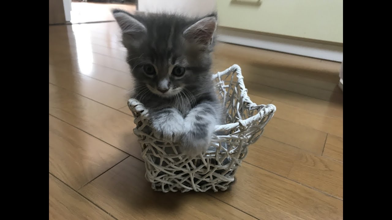 【メインクーン】子猫お迎え準備編【猫グッズ】