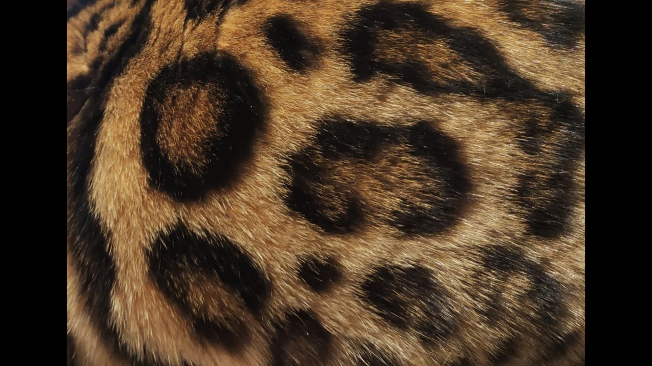 Meet a Stunning Bengal & Cute Kittens!