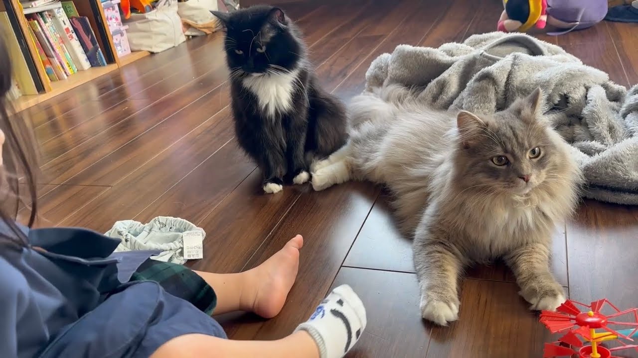 久しぶりに会う飼い主に鳴いてついて来る猫　ラガマフィンA cat meowing and following me. Ragamuffin