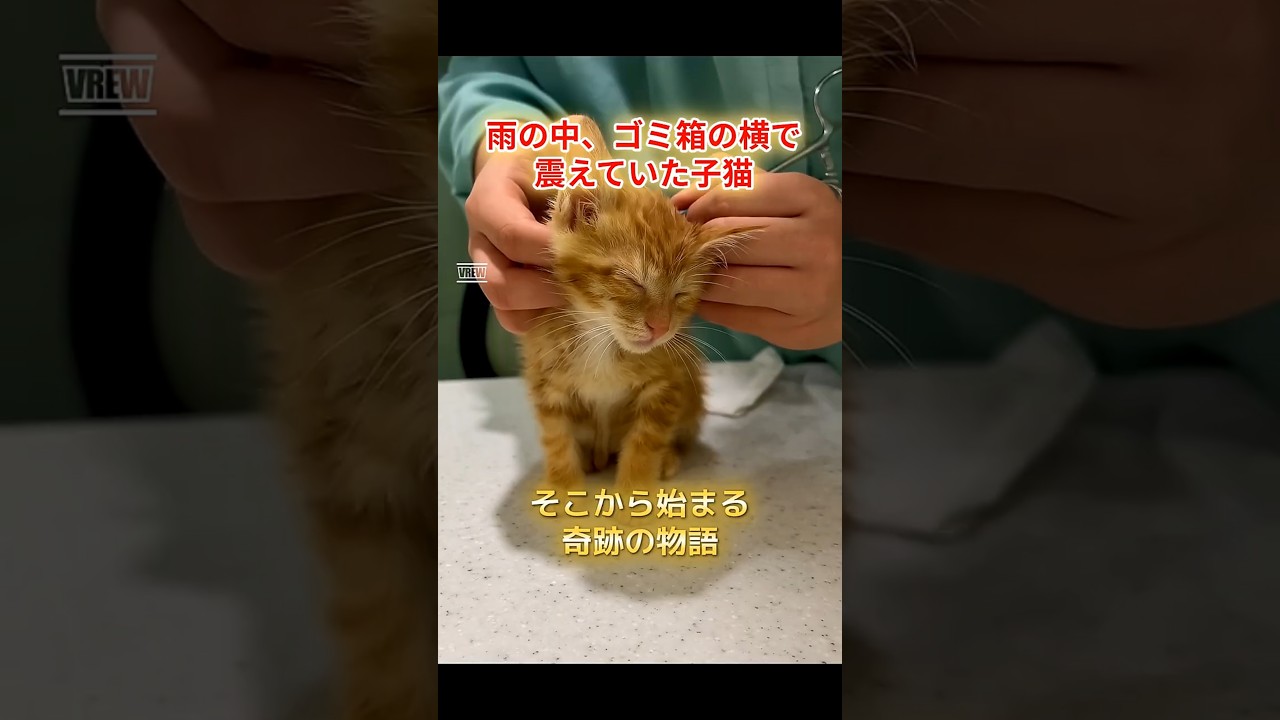 雨の中、ゴミ箱の横で震えていた子猫。そこから始まる奇跡の物語  #子猫保護 #野良猫救出 #猫との暮らし #成長記録