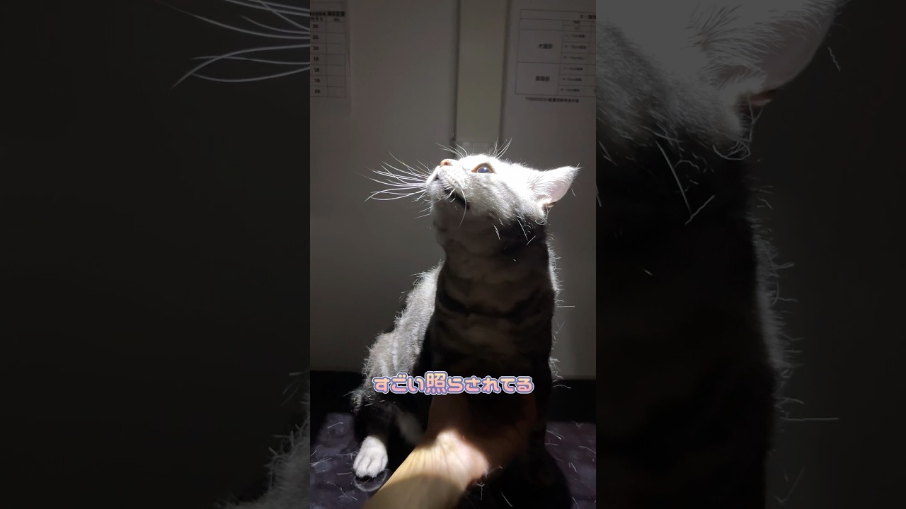 レントゲン室で光が気になるアメリカンショートヘア