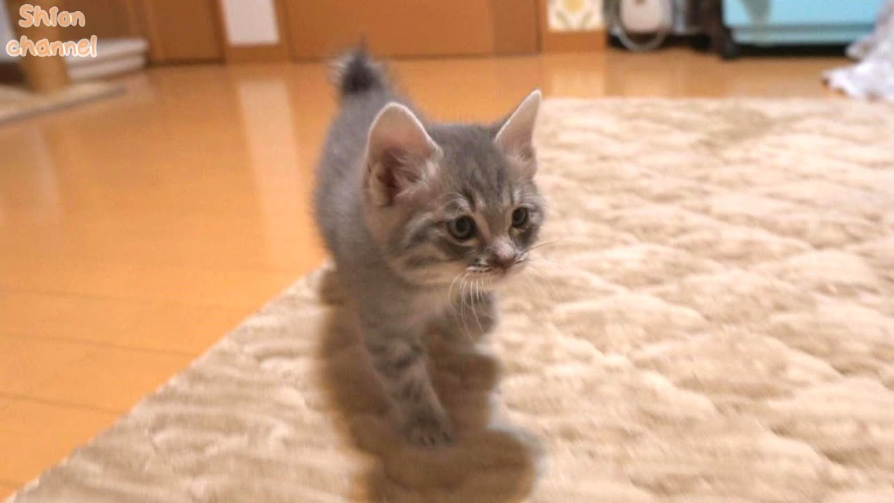 【生後44日】ミルクだよー！大好きなミルク目がけて駆け寄ってくる子猫たち