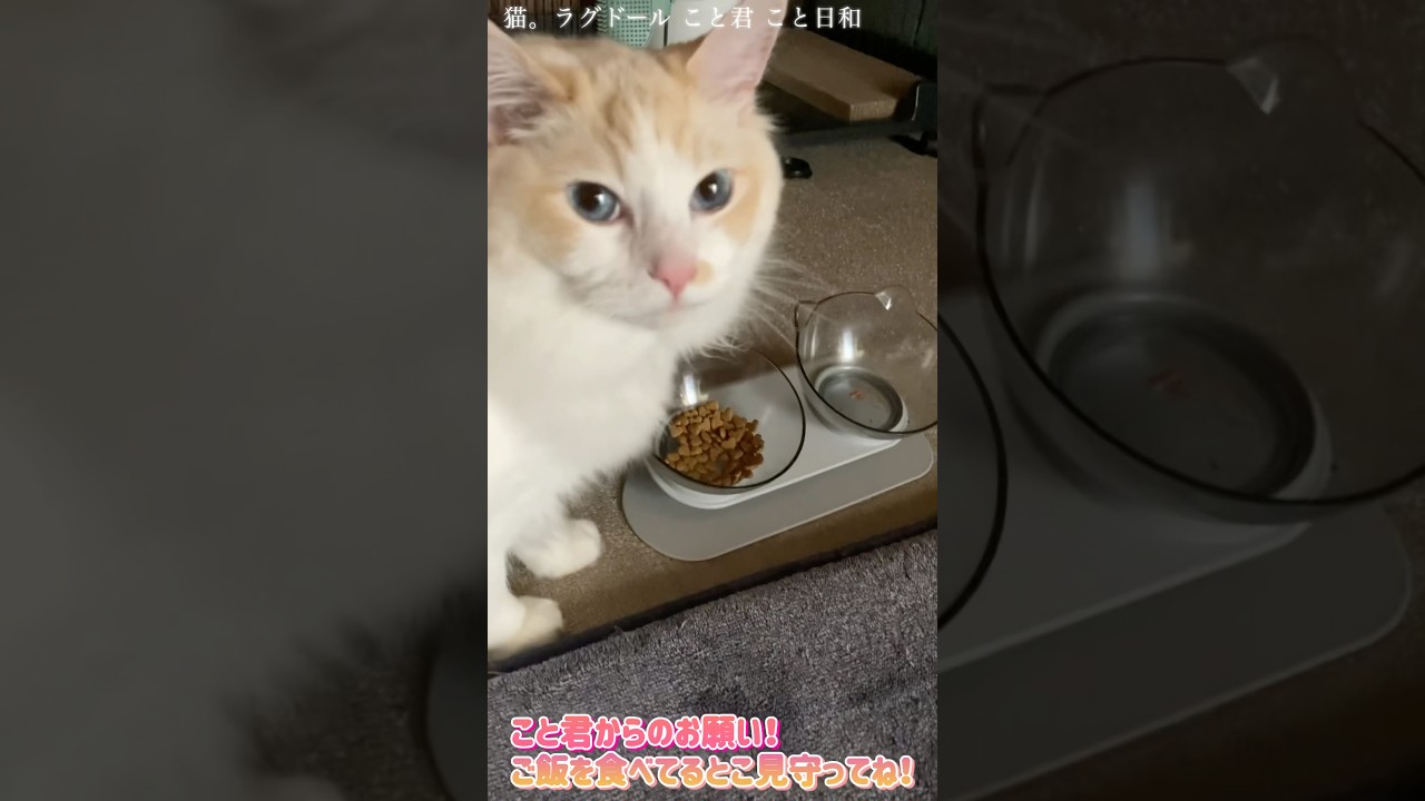 猫。こと君からのお願い！ご飯食べるところ見守ってね！#shorts