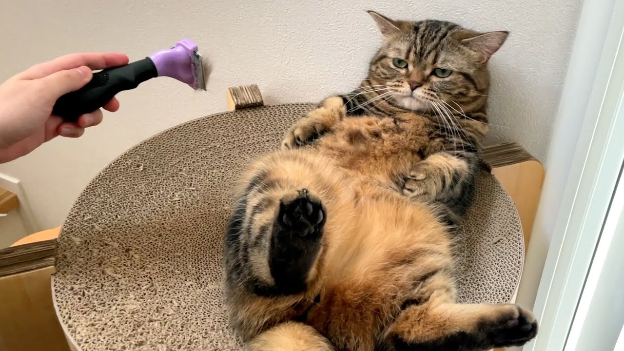 ブラッシングを受ける猫の態度が悪すぎて困ってます…