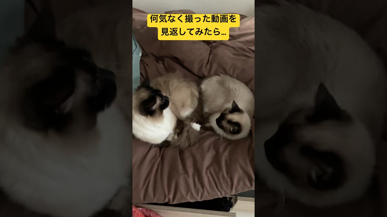 可愛い姿を見付けてしまいました #ragdolls #cats #cutecat #shorts #ラグドール #猫のいる暮らし #猫動画 #ショート