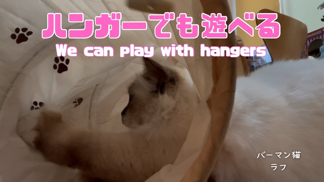 バーマン猫ラフ【ハンガーでも遊べる】We can play with hangers（バーマン猫）Birman/Cat