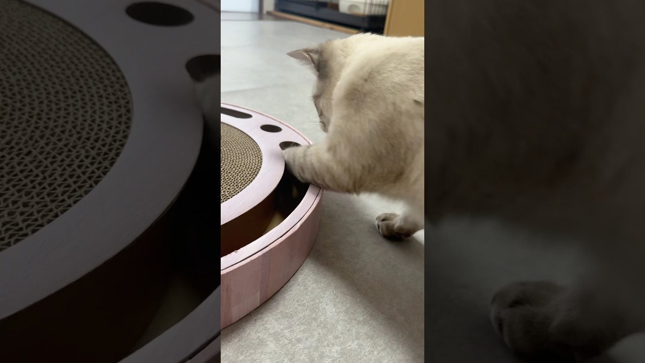 朝からちょんちょん！　#シャムトラ #元保護猫 #シャムミックス  #cat #猫耳 #kitten  #猫耳 #siamesemix