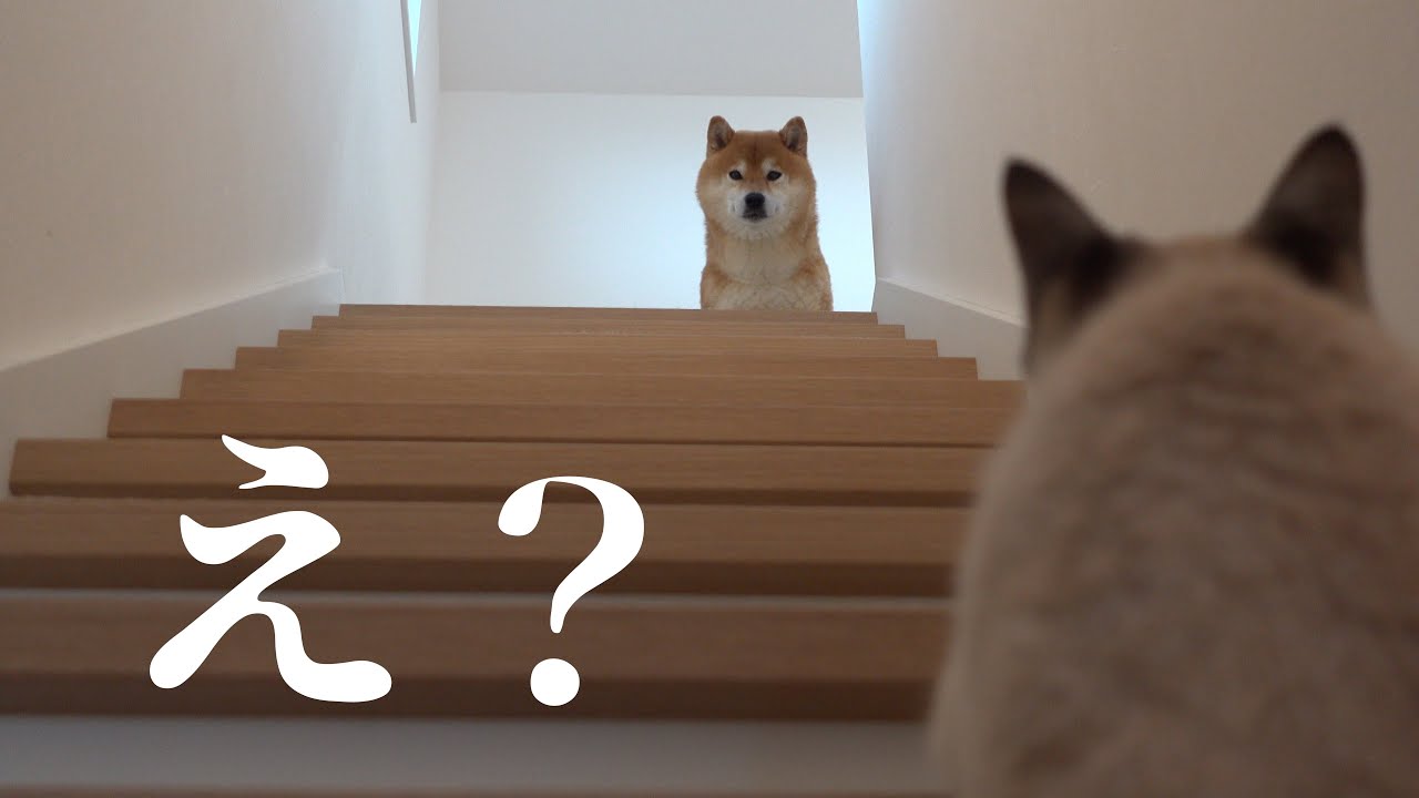 柴犬は輪に入れない子猫を見て決心をしたようです。
