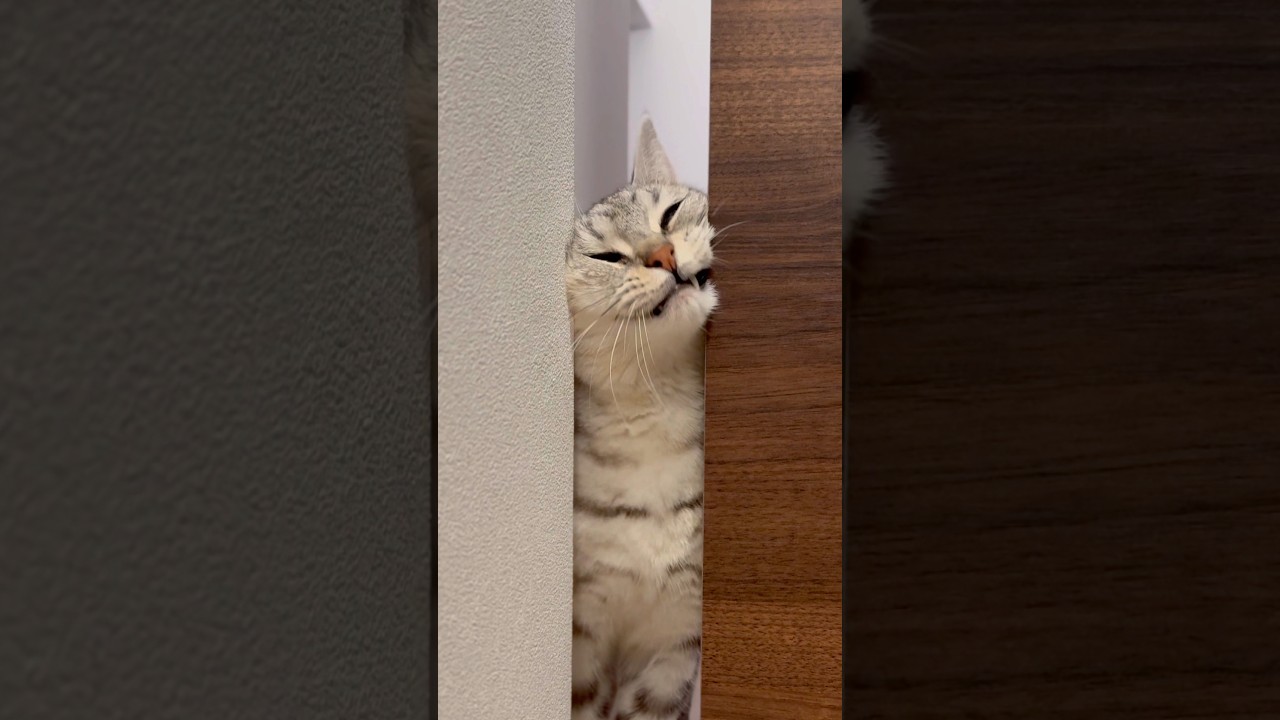 パパ帰宅で猫がドアに挟まった!! #shorts #猫 #cat
