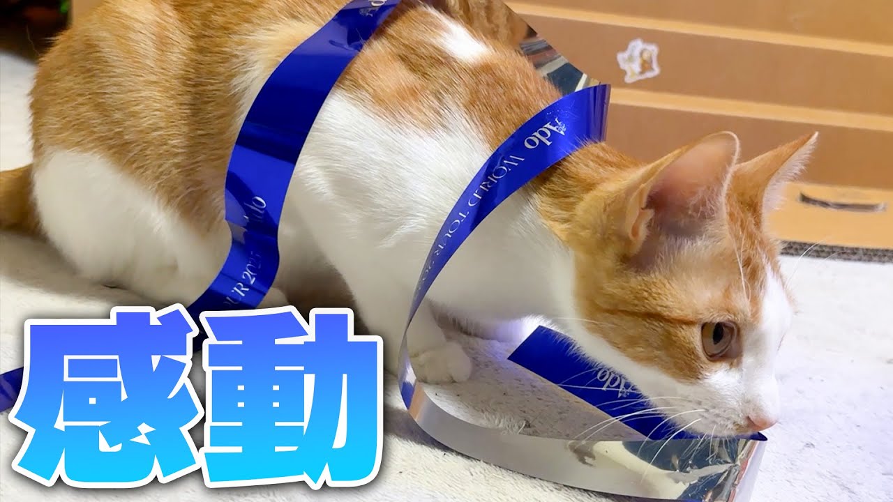 Adoのライブが良すぎたので子猫に銀テを巻きつけて嬉しさ共有の巻