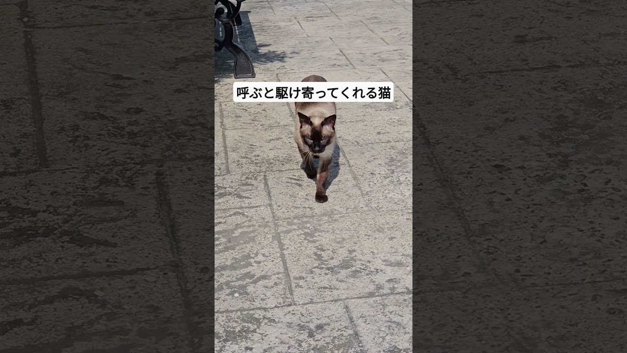 今日もポカポカお散歩日和☺️ #シャム猫ひおろ #cat