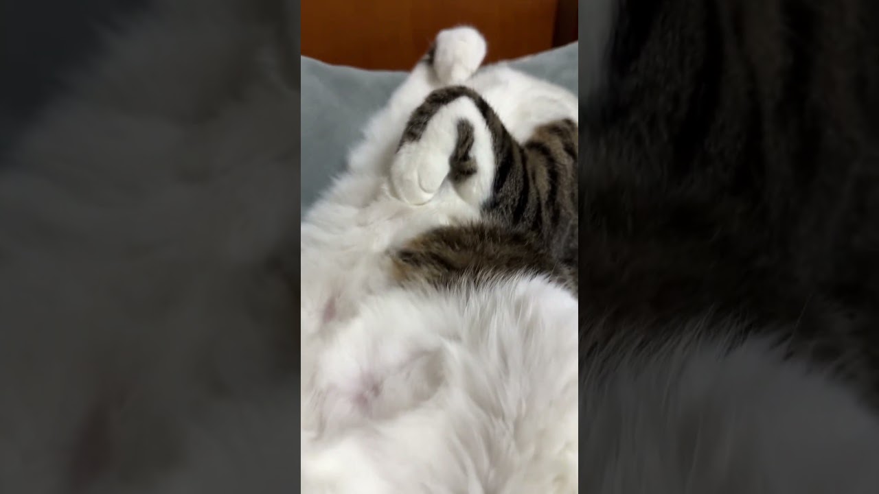 寝てる娘にイタズラしようとしたら、、、#shorts#猫 #保護猫 #古民家 #猫のいる暮らし #田舎暮らし