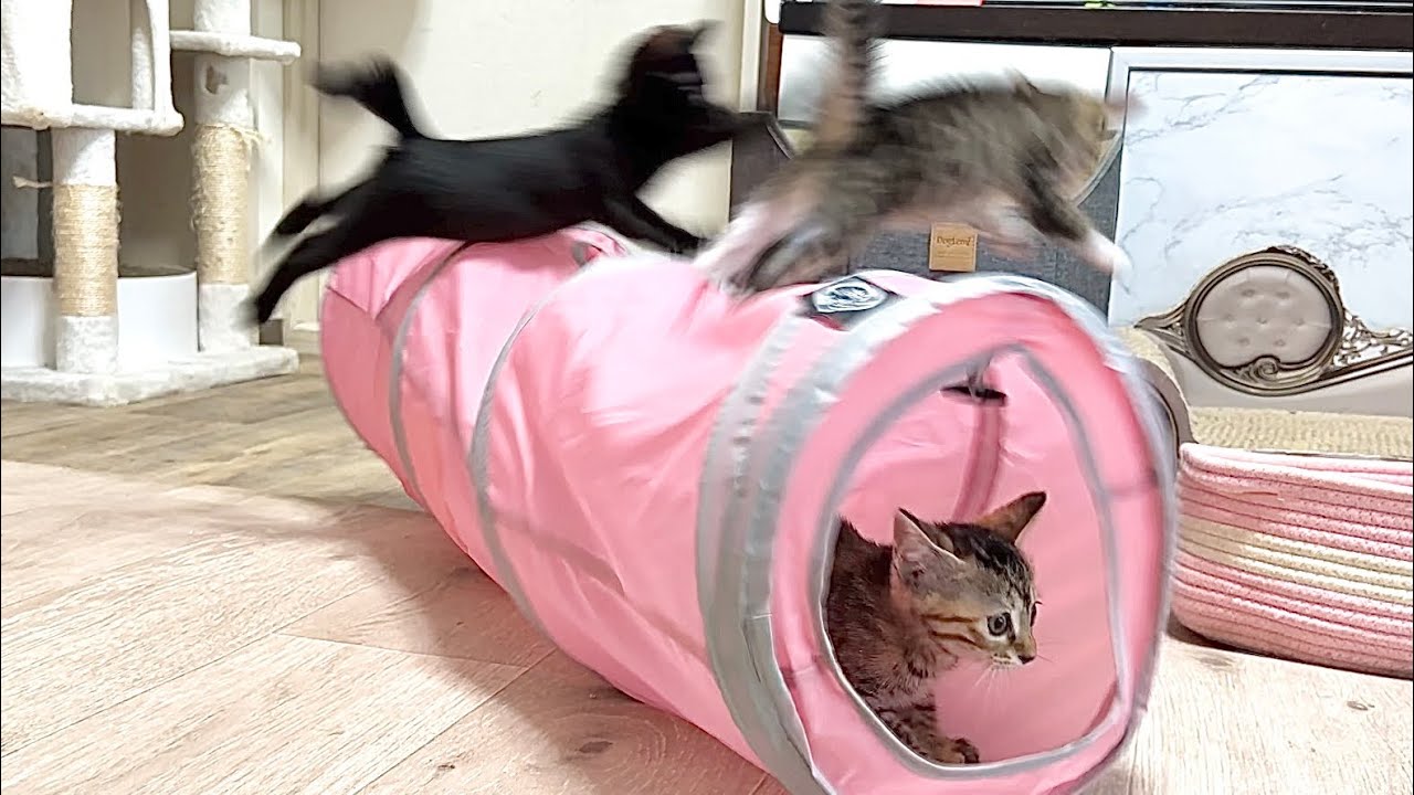 思ってた遊び方と違う！トンネルで大盛り上がりの子猫【ラプ保護物語】Kittens getting excited in the tunnel