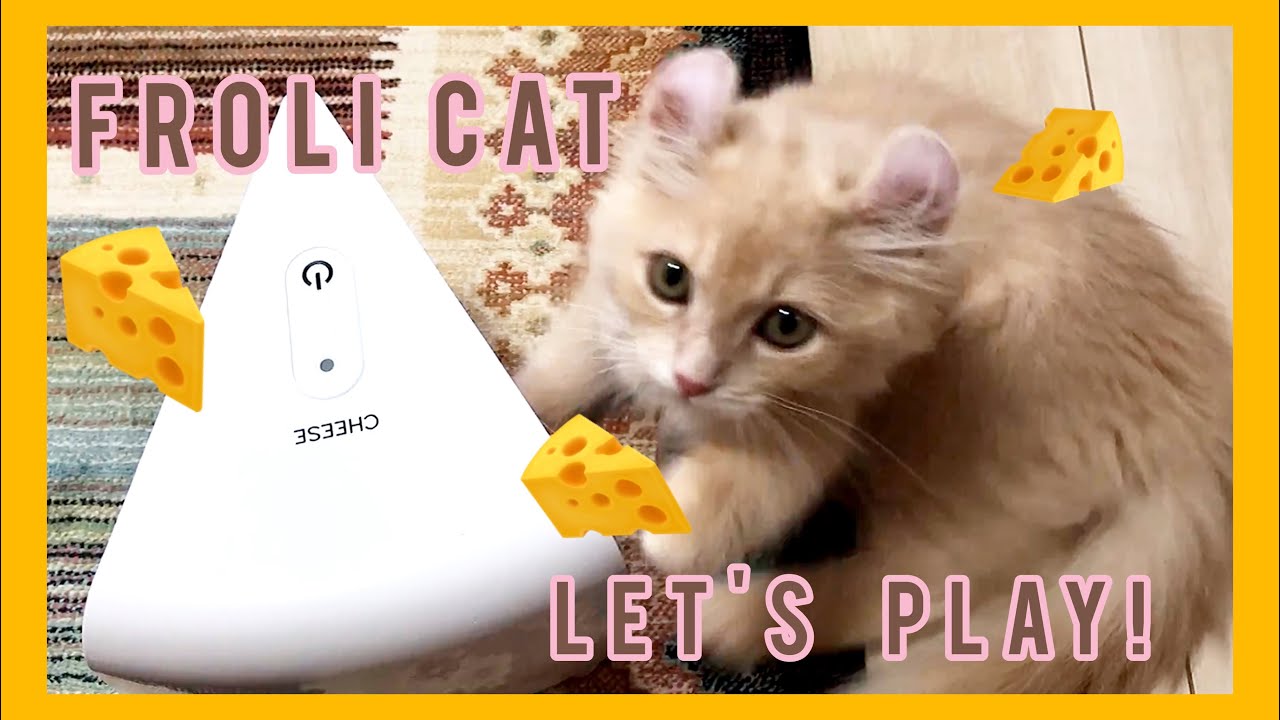【アメリカンカール・ソマリ】チーズ型のおしゃれおもちゃFroli Cat CHEESEで遊んだら....😂😂