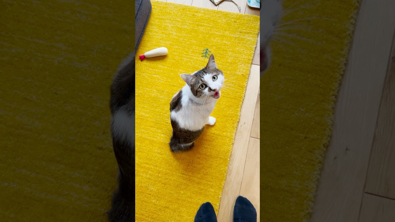 本日の会話「雨だね」「😺ヤッター」 #cats