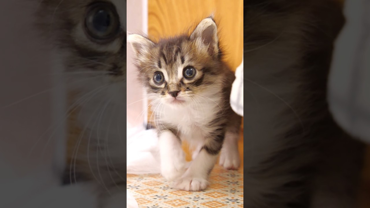 子猫がかわいい怪獣になる？ #gatto #kitten #子ネコ #cat #meow
