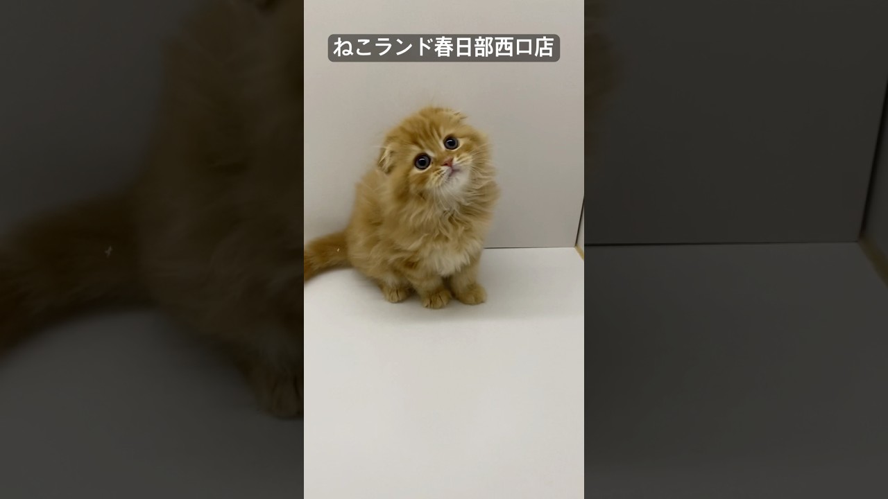 【子猫販売】#スコティッシュフォールド #cats #ブリーダー #ねこランド #春日部