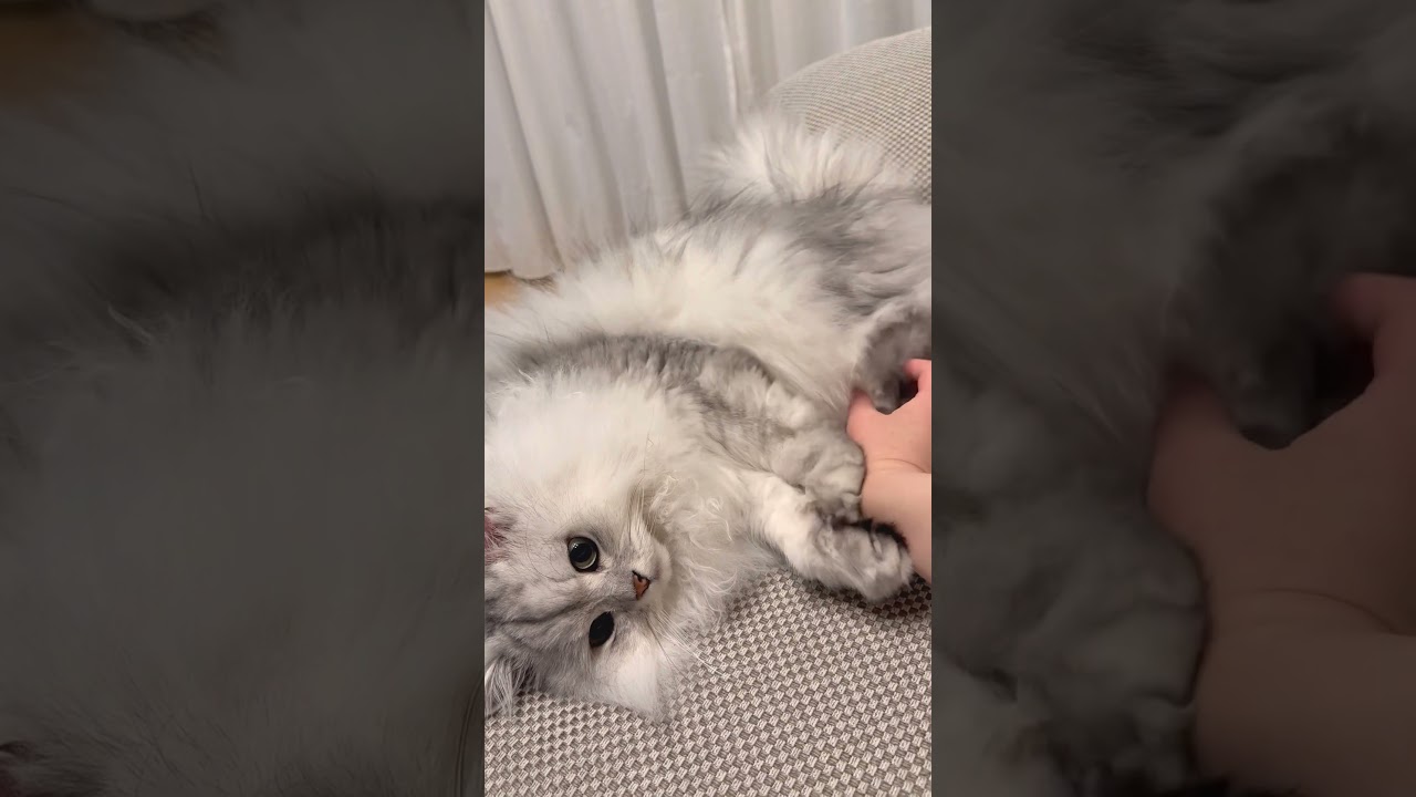 寝そべってふみふみする猫 【サイベリアン】 #Shorts