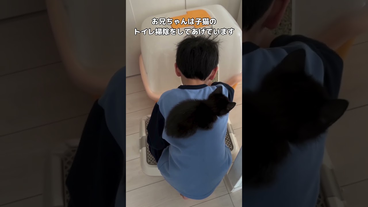 お兄ちゃんが自分のトイレ掃除している所を背中から覗く子猫の様子 #黒猫 #子猫 #shorts