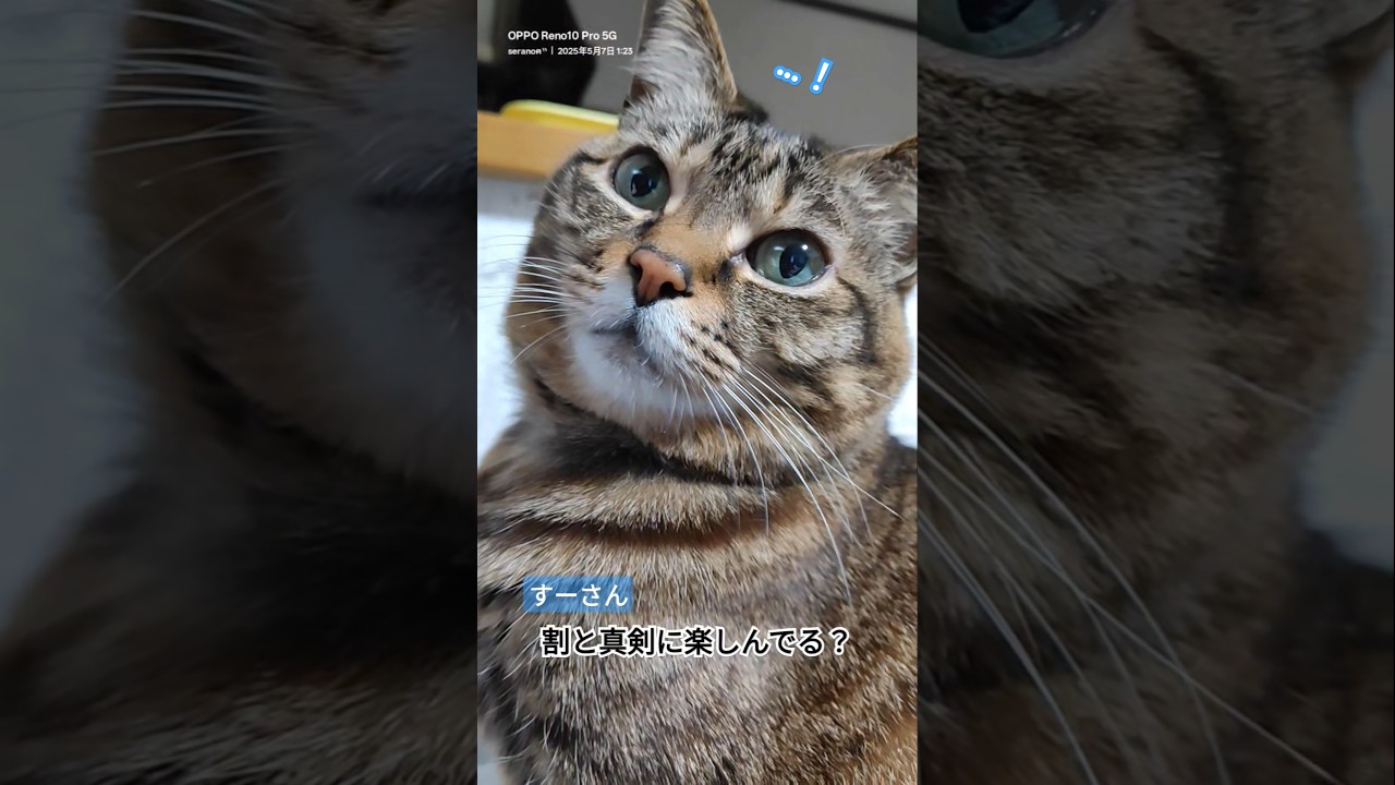 何かしら毎日誰かの動画を楽しむ #すーさん #cat #猫 2025.05.07