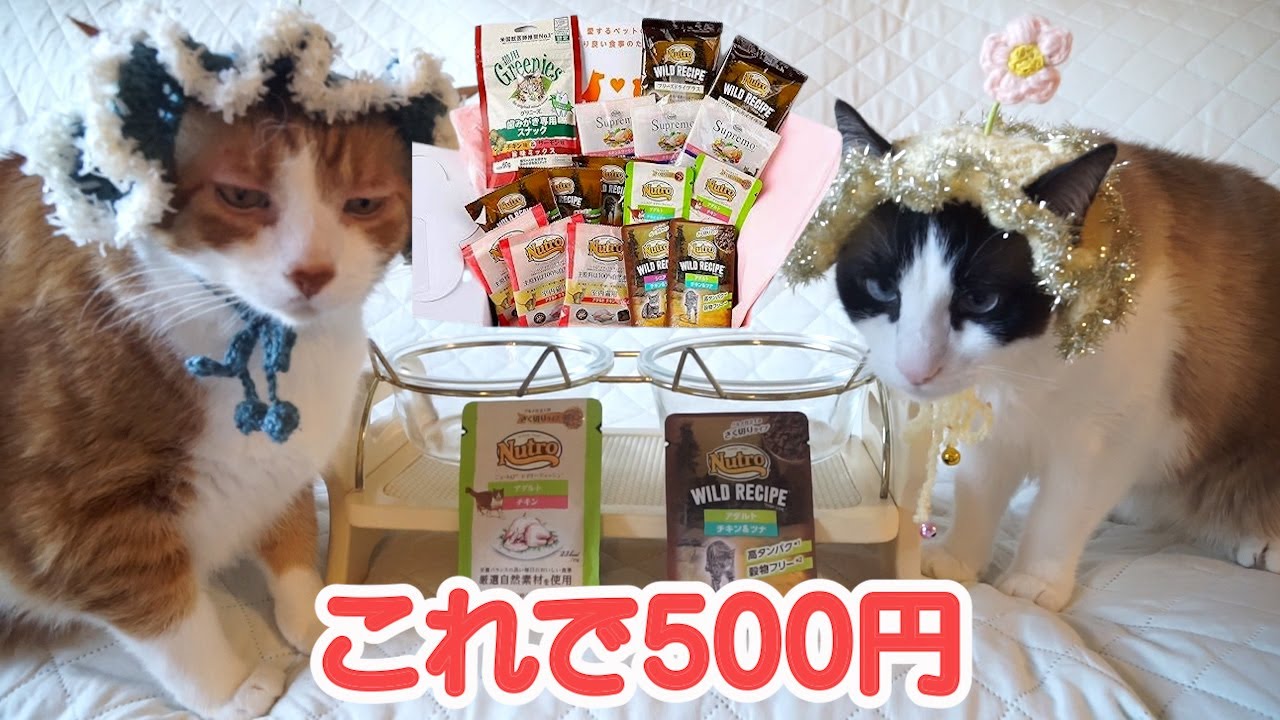 【アマゾンペットプロフィール】破格でサンプルボックスを楽しんじゃった猫
