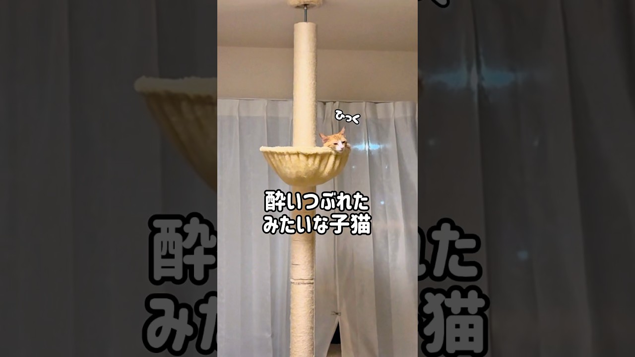 酔いつぶれたサラリーマンみたいな子猫#ねこ #猫 #子猫 #茶白猫 #保護猫 #茶トラ白 #cutecat #Kitty #cat #猫好きさんと繋がりたい