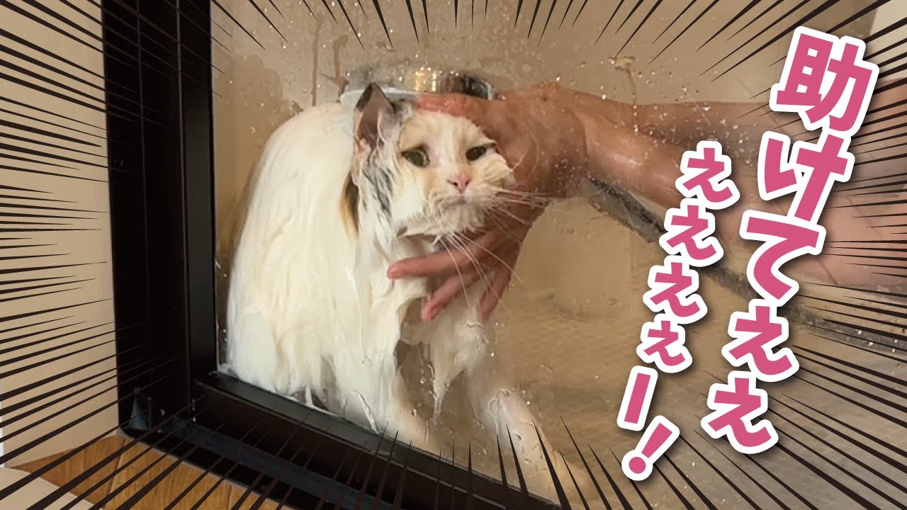 【絶望】ニ　ャ　ン　コ　お　風　呂　地　獄　！　！　！【関西弁でしゃべる猫】【猫アテレコ】