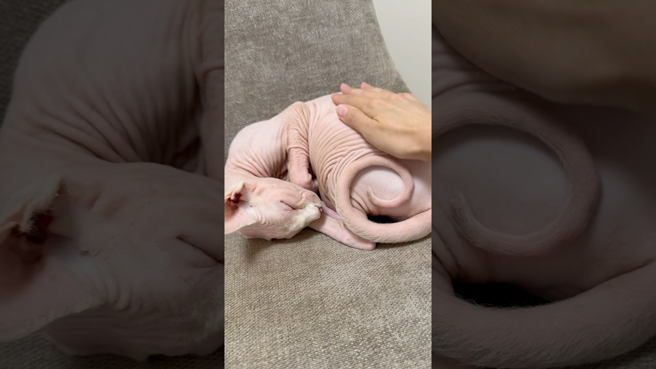 まるまっまつ眠る毛のない猫が愛おしい【スフィンクス】