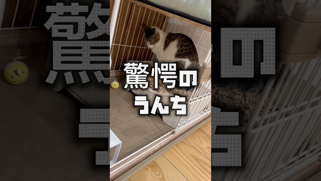 猫のトイレ事情。保護猫の日常