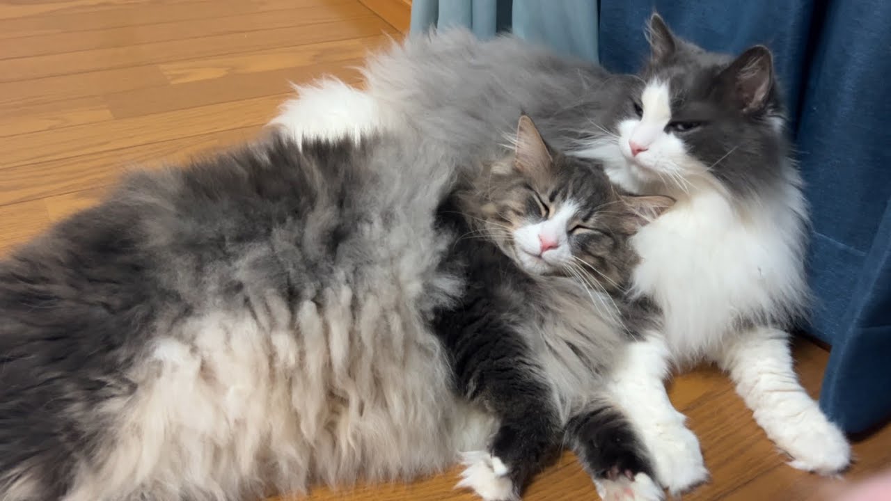 【癒し♡】大好きなお兄ちゃんに最大の甘え方をする、ノルウェージャンフォレストキャット💕