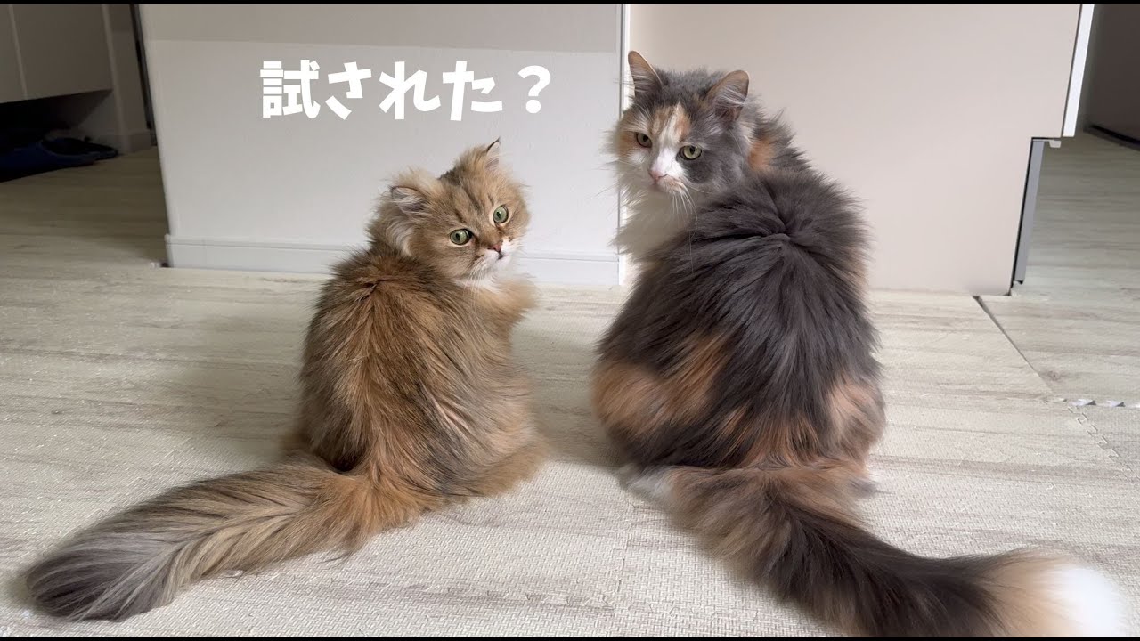 猫が主の声と音を聞いて駆け寄って来る姿が可愛い！